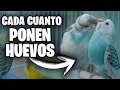 ¿CADA CUANTO PONEN HUEVOS LOS PERIQUITOS? | Rincon Animal