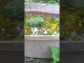 Kingsnake at the birdbath! What will happen next?