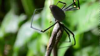 Cairns Spider Eats Snake Hd