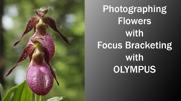 Focus Stacking the Lady Slipper Orchid in the Field