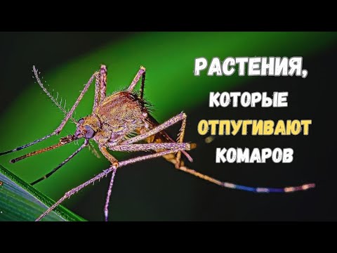 7 растений, которые отпугивают комаров - для огорода и дома