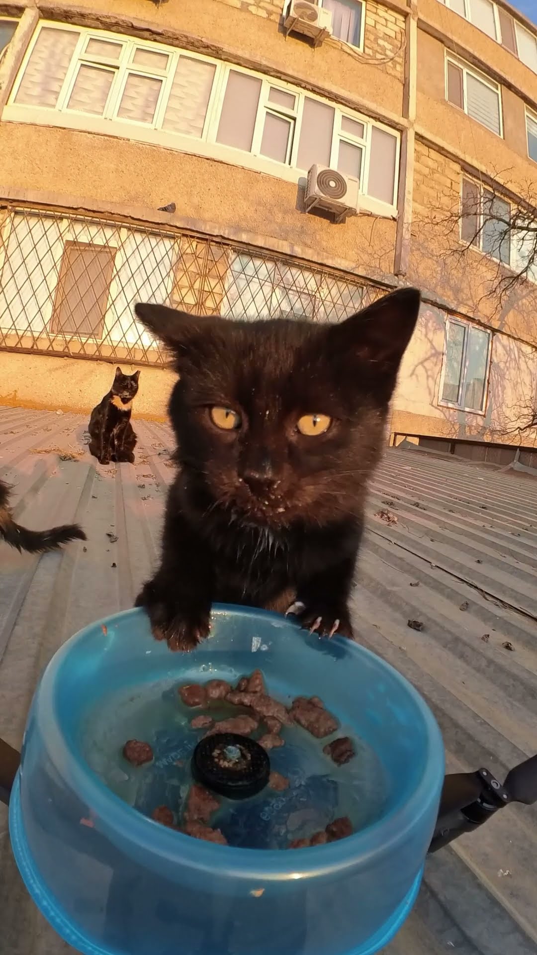 Drone Delivers Food To Rooftop Cats || ViralHog