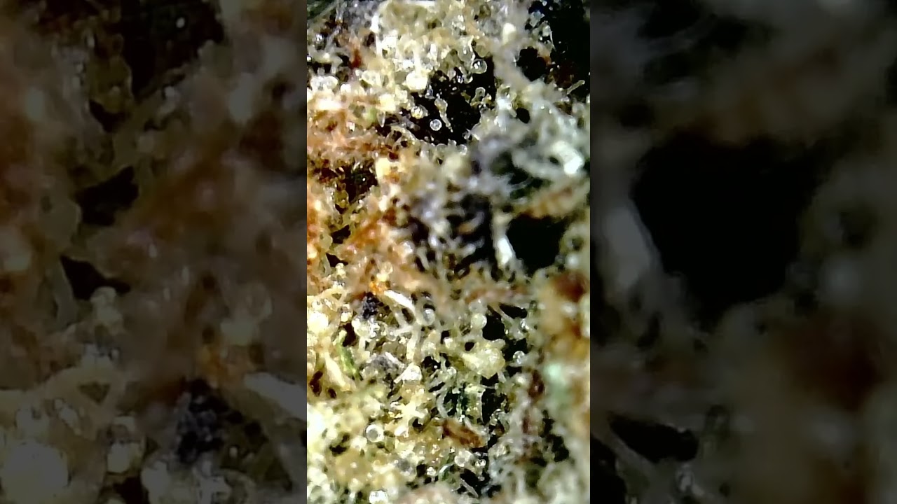 🔬🌳Remexian 30/1 PRT MTP aka Mokum‘s Tulip | 420-MedicineMan | Med.Cannabis 