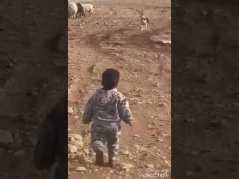 Köpeğin üzerine yürüyen çocuk