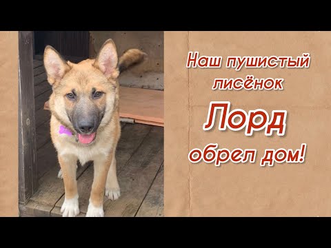 Наш пушистый лисенок Лорд обрел дом! Возьми собаку из приюта