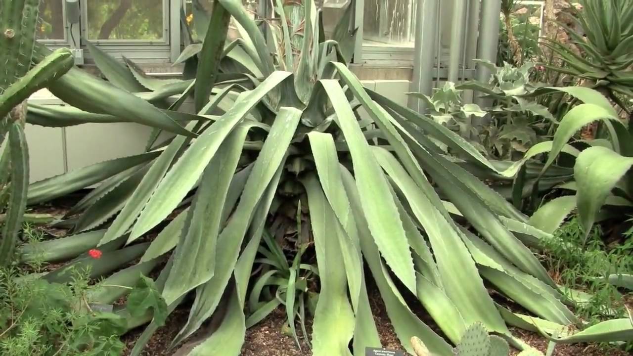 Century Plant Blooming In Arid Greenhouse Youtube,Baked Chicken Breast Dinner