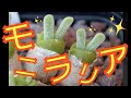 #モニラリア #うさ耳 #育て方 #増やし方 【植物図鑑】