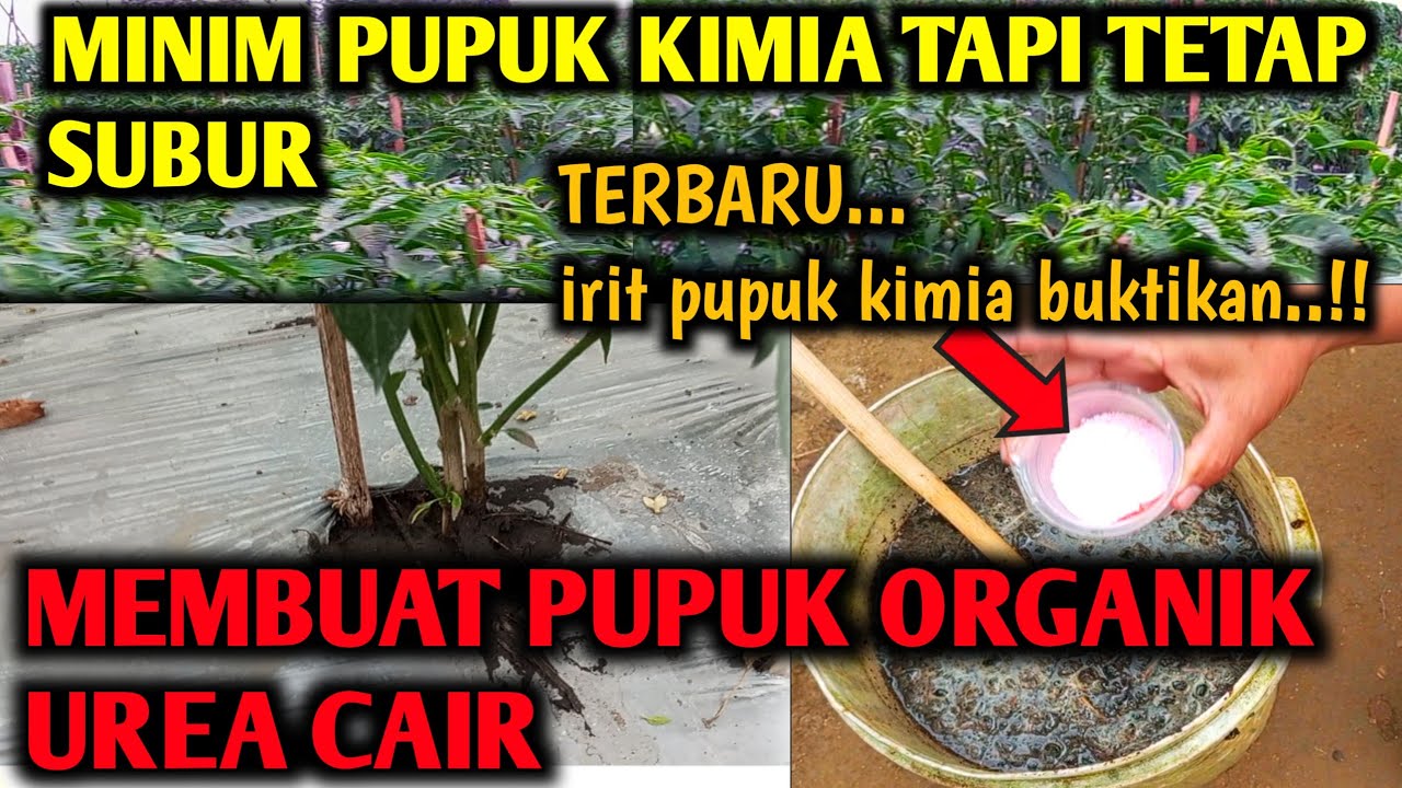 Pakai sedikit saja Bisa suburkan tanaman Cabe Satu hektar..!!Cara membuat pupuk UREA ORGANIK CAIR
