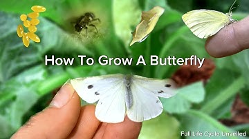 I Found A Bug On My Cabbage And Grew 9 Butterflies