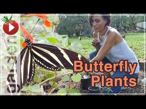 Video: The Beneficial Effects Of Plants. Part 2