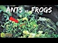 Ants vs. Frogs: Who Eats Who?