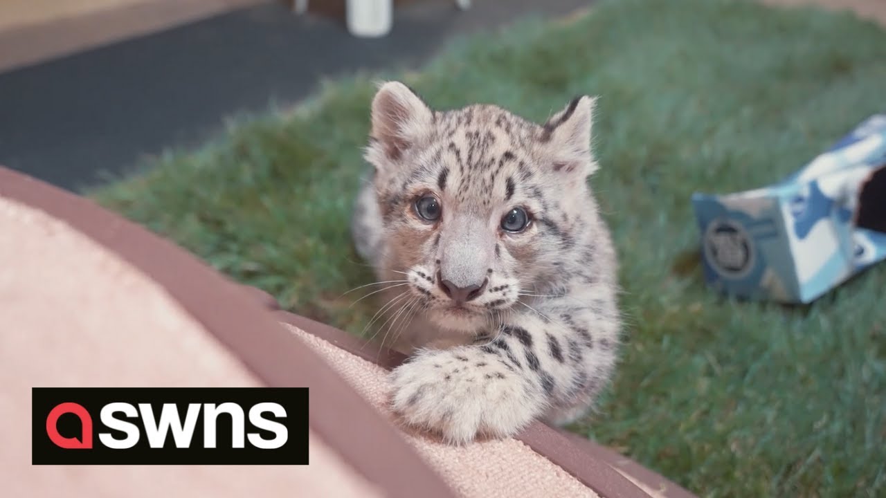 These cheeky snow leopard cubs will melt your heart | SWNS