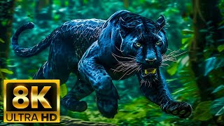 Wild Animals 8K - Relaxing Music With Video About African Wildlife. Nature Sound 8k Nature Pulse.