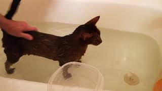 Cute Abyssinian Cat Larry gets a bath and is calm by LitterNose 8,187 views 4 years ago 4 minutes, 10 seconds