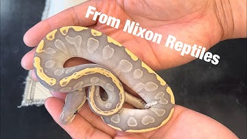 New Ball Python Pickups!