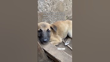 Please help through our GoFundMe Campaign or our PayPal link in bio❤️