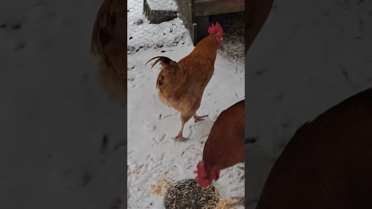 Жизнь в автодоме вне цивилизации: Куры – выносливые птицы! 