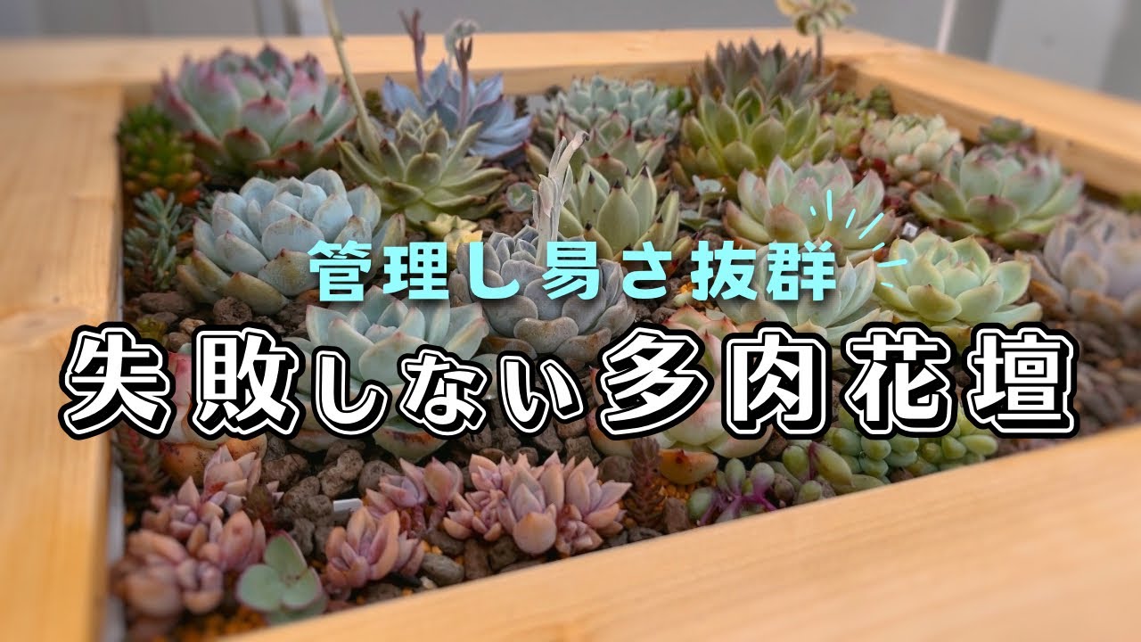 多肉植物整理中✿︎✿︎様 6キロ maxresdefault.jpg