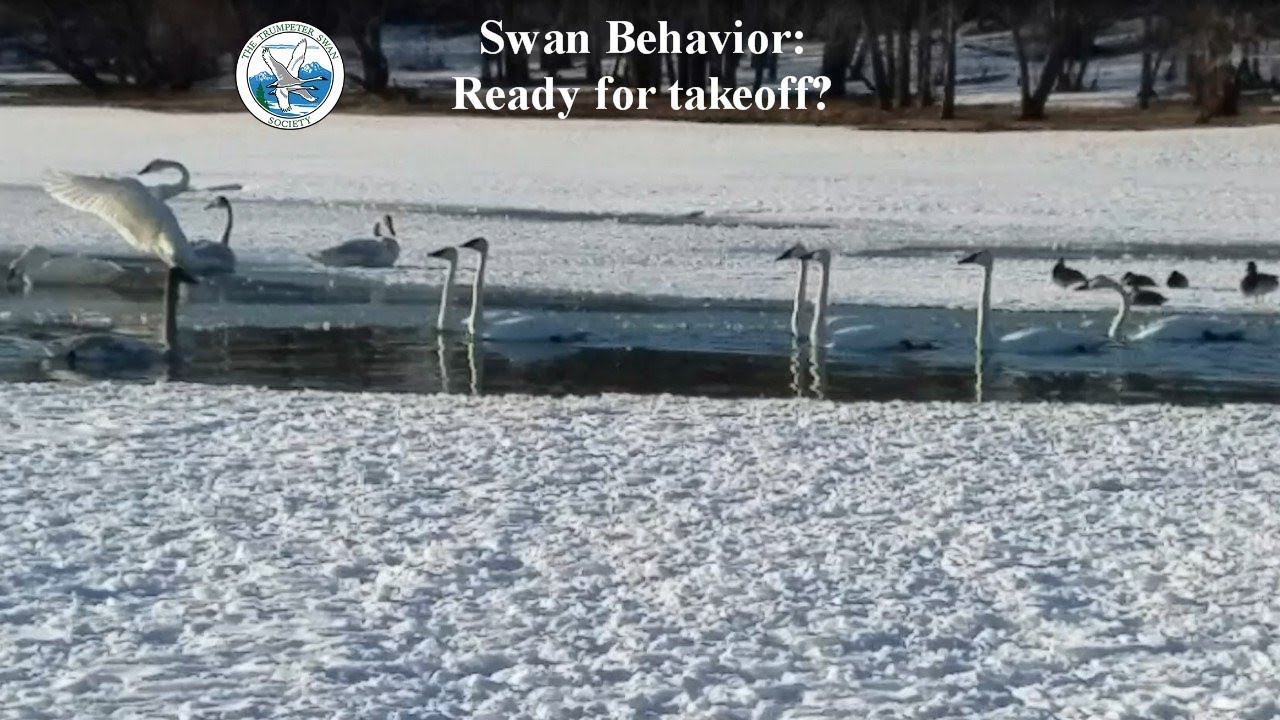 Swan Behavior: Ready for takeoff?