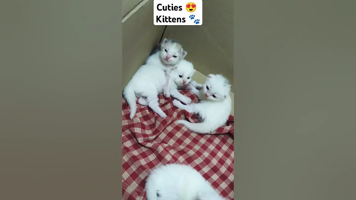 Watch the video about #mashallah #baby #cute #kitten #catlover #persian #himalayancat