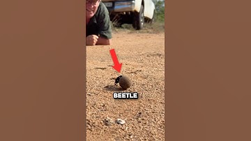 Why Dung Beetles Collect Poop 🤯
