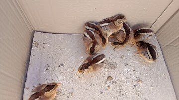 Saib me nyuam qaib qus daj zoo nkauj heev