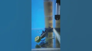 feeding sucker fish in the aquarium | Pleco food # fish # animal