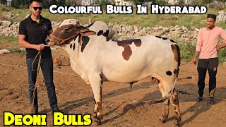 Colorful Desi Deoni Bulls | HeavyWeight Bulls Available at INS Goat Farm | Balapur | Hyderabad