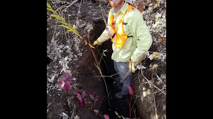 Hydraulic Ram Planting: A Methodology for Restorat...