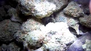 Closeup Of Blue Dream x Green Crack