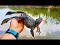 Giant bullfrogs for bait catch monster fish