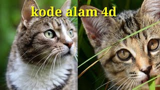 erek erek kucing dan kode alam