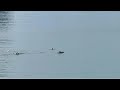 長崎市の海にイルカの大群 「1時間ほど湾内を周遊」視聴者カメラ【ほっこり映像】