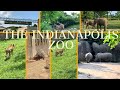ITS A VLOG COME TO THE INDIANAPOLIS ZOO WITH US|SUMMER ZOO VISIT