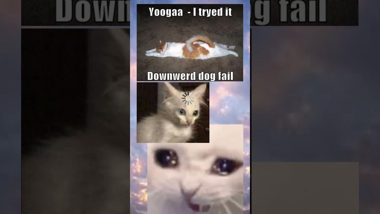 Yoogaa Fails at Downward Dog – Cat Yoga Catastrophe!