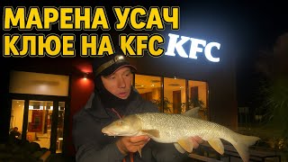 ‼️Шок наживка‼️Крильця з KFC на Марену (Усача) — осіння риболовля на Дунаї
