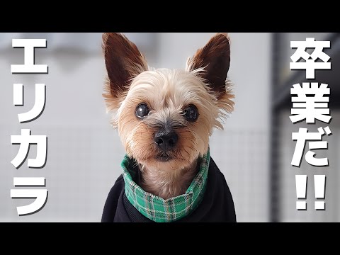 Our lost old dog and us. Vo.29 - YouTube