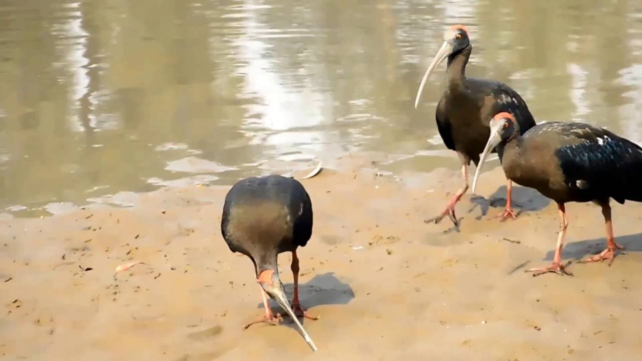 birds in punjab - YouTube