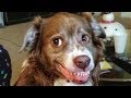 😂 Funniest Animals - Awesome Cute Cats 😸 And Dogs 🐶