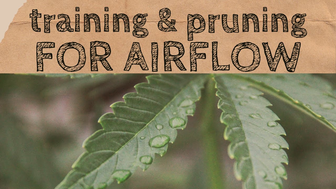 Pruning & training for better Airflow  // Cookies Kush
