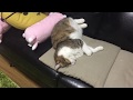 どう考えても寝相が変な猫②