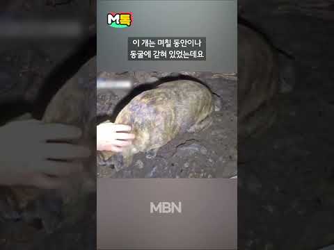 &amp;quot;동굴에 개가 떨어졌어요&amp;quot; 발 벗고 나선 탐험가들 [shorts]