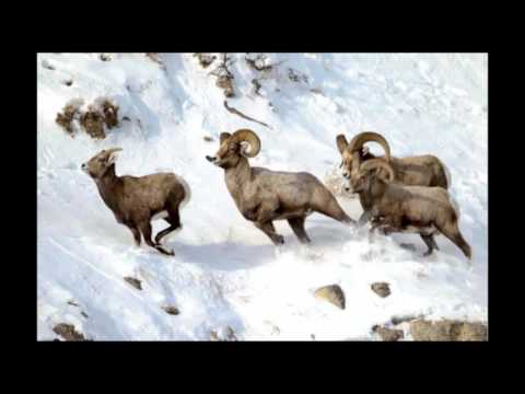 სვანური ნანა