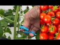 Beskjæring av tomatplante. Del 4: «Dyrk tomater selv»