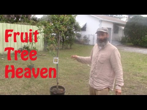 My Fruit Tree Backyard - Phase 1