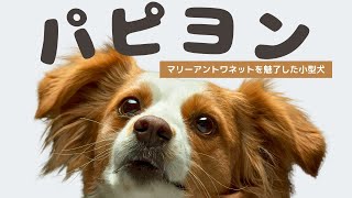 【パピヨン大特集】知られざる秘密と生活のコツ