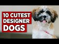 Top 10 most adorable designer dog breeds  cutest hybird puppies around