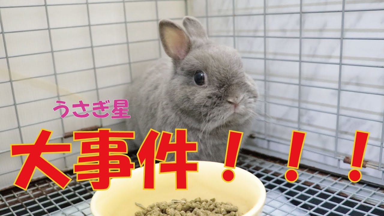 うさぎクイズ あなたは 問中 何問わかるかな Youtube