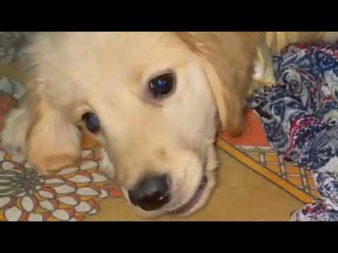 still a puppy, but she's barking a lot already