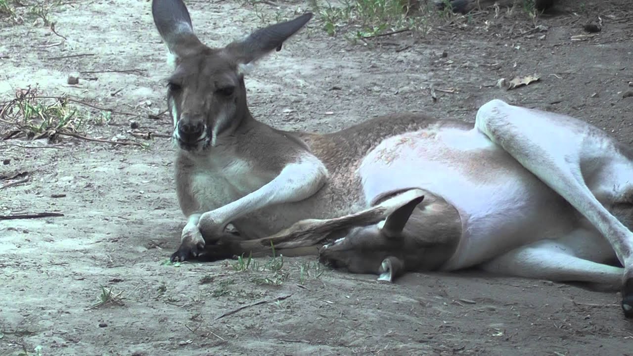 Kangaroo joey in the pouch at Saint Louis Zoo - YouTube